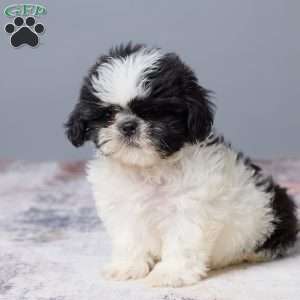 Miles, Shih Tzu Puppy